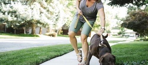 娱乐吃瓜酱遛狗小说下载,小说世界里的欢乐与温情